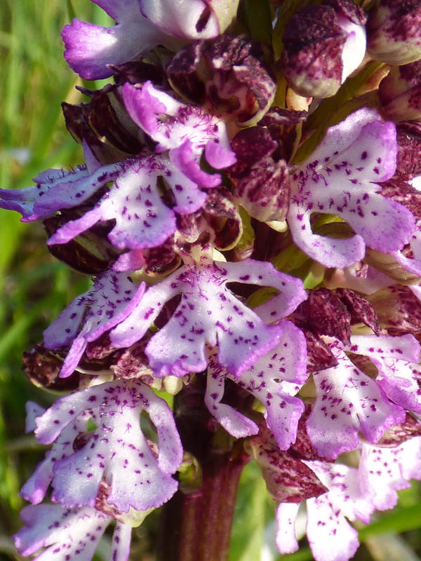 Orchis purpurea